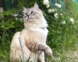 невская маскарадная порода кошка